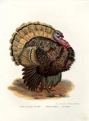 Wild Turkey